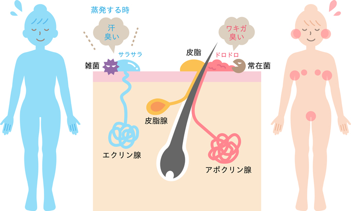 体のにおいの原因
